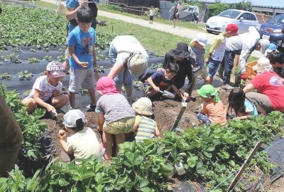 さつまいも掘り体験