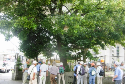 保護樹木・大木・古木を訪ねて